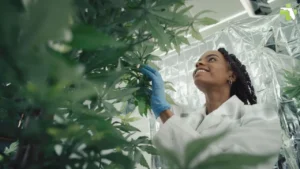 How to Find a Medical Marijuana Doctor in Naples Post Image